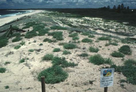 DUNE REVEGETATION – Coastal Erosion in Adelaide