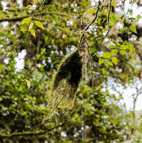 Monteverde Cloud Forest Biological Reserve: A New Perspective | The ...