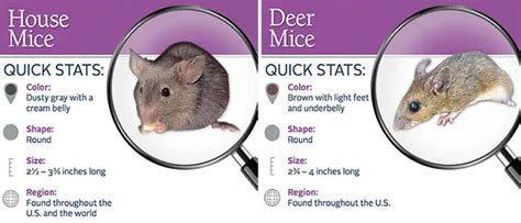 Field Mouse vs. House Mouse vs. Deer Mouse - PestControlFacts.com