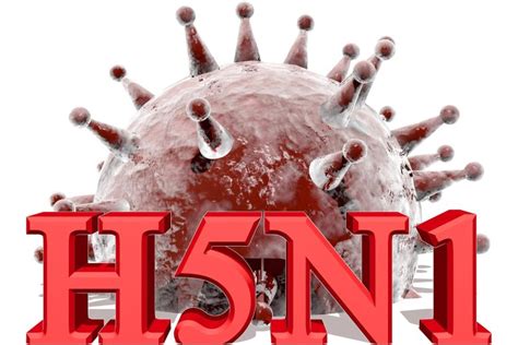 Moratorium Into Research of Modified Contagious H5N1 Avian Flu Strains