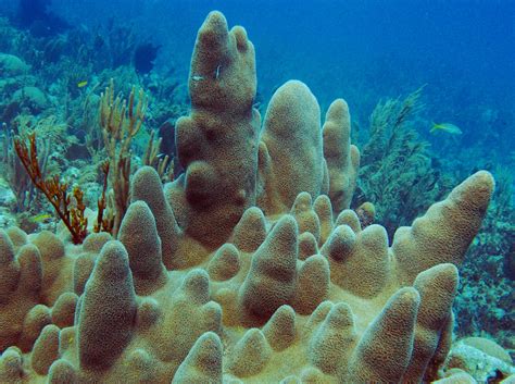 Pillar Coral - Dendrogyra cylindrus - Belize - Photo 4 - South Florida Reefs