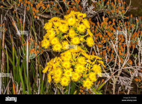 Western australia wildflowers yellow hi-res stock photography and ...