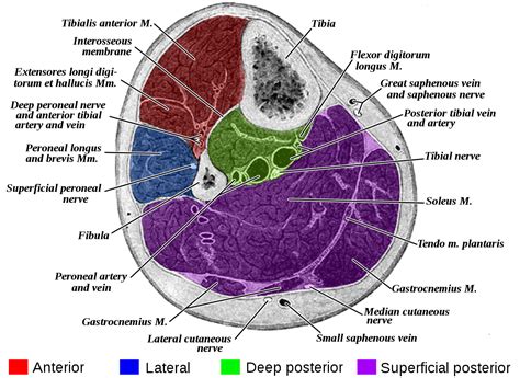 Gray - Drawing Fascial leg compartments in cross-section - English labels | AnatomyTOOL