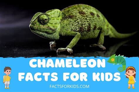 22 Chameleon Facts For Kids That Will Blow Your Mind – Facts For Kids