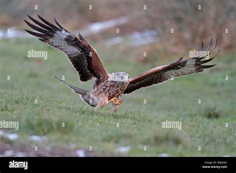 Red Kite in flight Stock Photo - Alamy