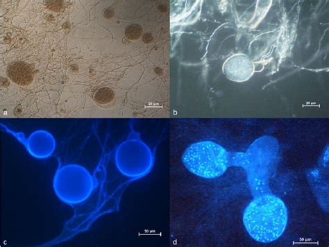 Rumen Microbes | Department of Animal Science