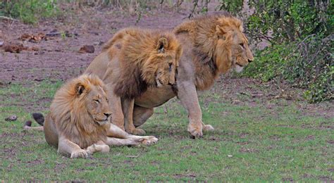 Lions of the Kruger National Park - the kings & queens of the big cats