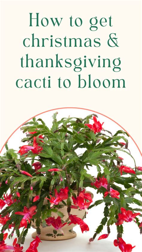 3 Secrets to Getting Christmas Cactus to Bloom + Care Tips