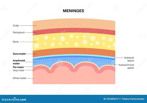 Meninges anatomy diagram stock vector. Illustration of layers - 233485019