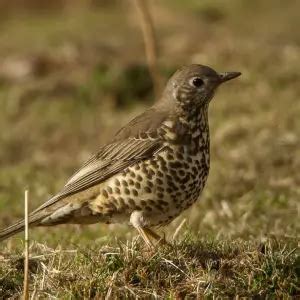 Mistle Thrush - Facts, Diet, Habitat & Pictures on Animalia.bio