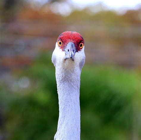 Sandhill Crane Bird Photograph by Mina Isaac