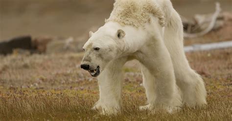 Does a Viral Video Show a Polar Bear Starving to Death? | Snopes.com