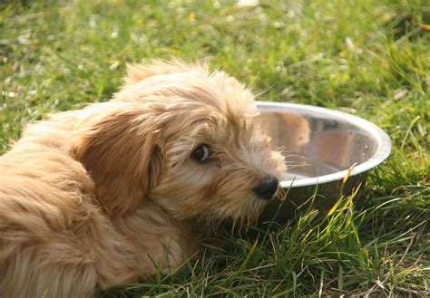 Tibetan Terrier Puppies For Sale - AKC PuppyFinder