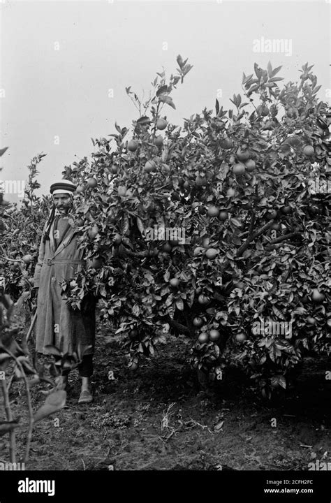 Jaffa orange culture. Orange tree loaded with fruit ca. 1900 Stock Photo - Alamy