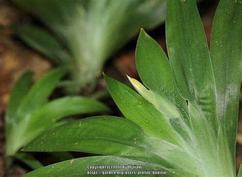 Brazilian Atlantic rainforest plant.. in the Plant ID forum - Garden.org