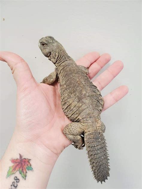 207 best Uromastyx images on Pholder | Reptiles, Uromastyx and Lizards