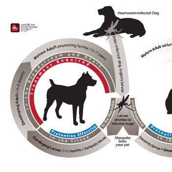 New Heartworm Life Cycle Diagrams Released - American Heartworm Society