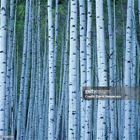 282 Aspen Wood Texture Stock Photos, High-Res Pictures, and Images - Getty Images