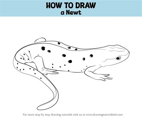 How to Draw a Newt (Amphibians) Step by Step | DrawingTutorials101.com