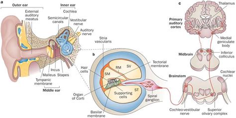 spiral ganglion - Google Search | Ear diagram, Medical school studying ...