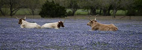 » Bonnets and Longhorns Andy's Ramblings