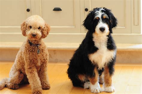 Bernedoodle vs Goldendoodle – Breed Comparison!