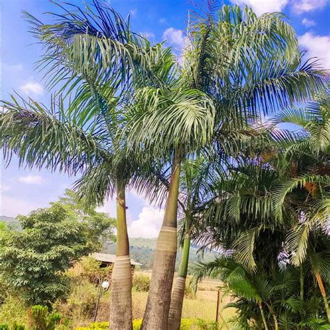 Areca Palm Trees for Sale – FastGrowingTrees.com