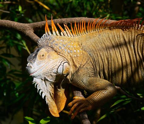 Tamarindo, Costa Rica Daily Photo: Giant Green Iguana