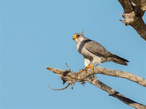 Grey falcon - Alchetron, The Free Social Encyclopedia