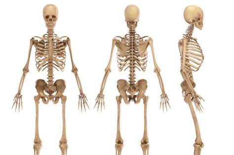 How many bones are there in the human body? | The Scottish Sun