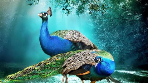 Beautiful Background Peacock Pair Hd Wallpaper Beautiful Hd Wallpaper ...