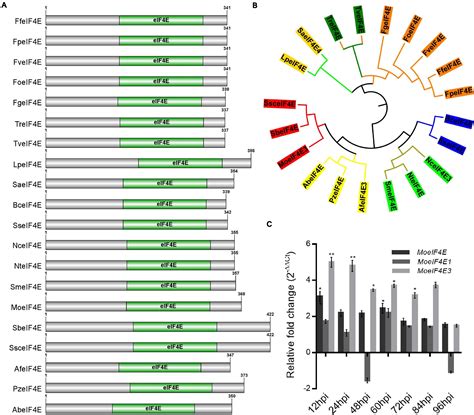 Frontiers | Translation Initiation Factor eIF4E Positively Modulates Conidiogenesis ...