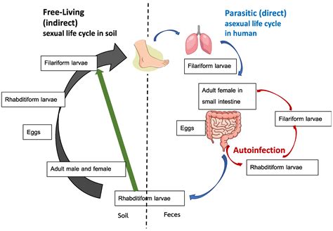 Strongyloides stercoralis: A Neglected but Fatal Parasite