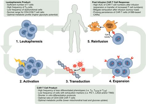 Autologous Car T Cell Therapy