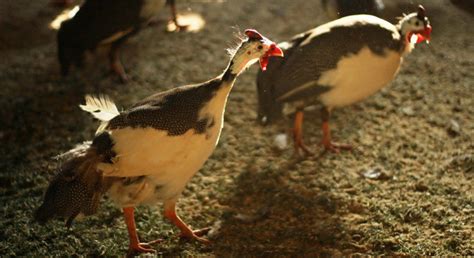 Guinea Fowl Colors : 7 Various Beautiful Colors of Guinea Fowl