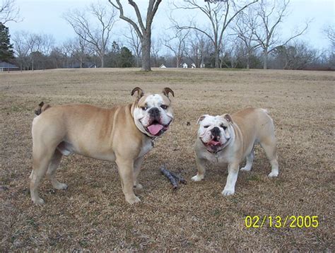 Olde English Bulldog vs. English Bulldog