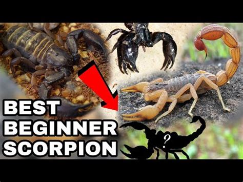 The Best Beginner Scorpion Species | Pet Scorpions - YouTube