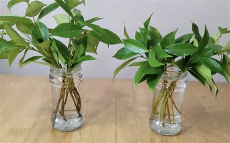 How to grow Jasmine cuttings in water. Complete guide to Jasmine propagation. (2023 Update)