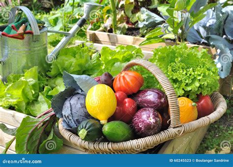 Vegetable basket in garden stock image. Image of lettuce - 60245523