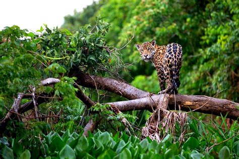 La faune et la flore en Amazonie - Amazonia Wild Experience