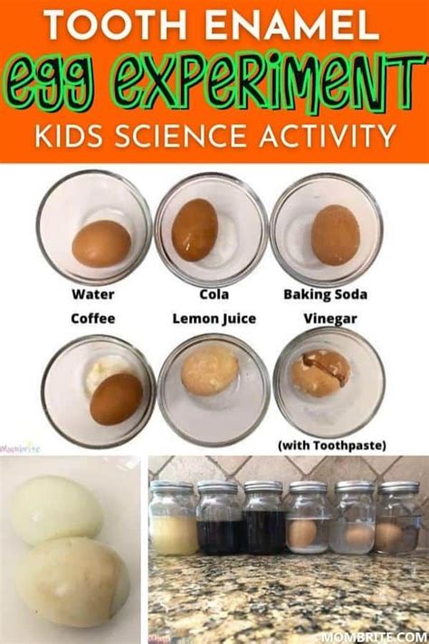 Tooth Decay Eggshells Experiment | Amazing science experiments, Science for kids, Egg experiments