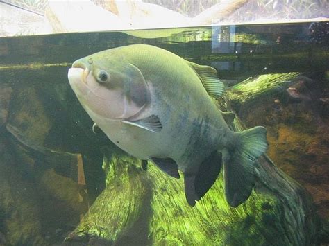 Pacu, The Fish With Very Human Teeth | Amusing Planet