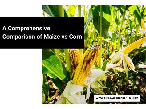 A Comprehensive Comparison of Maize vs Corn - Oh Snap! Cupcakes