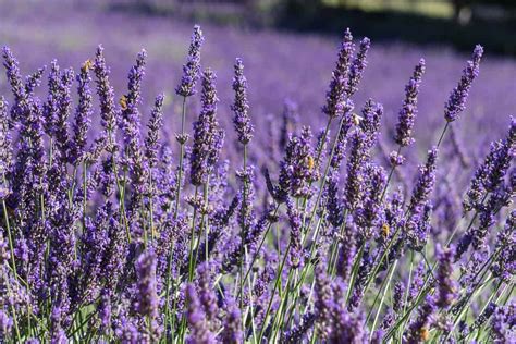 Visit Wanaka Lavender Farm, New Zealand: Tips + Things to Know ...