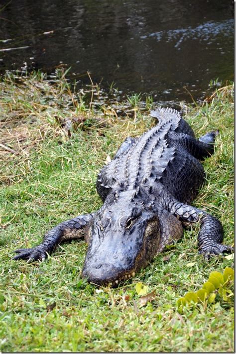 Alligators of the Everglades : Southern Florida | Visions of Travel