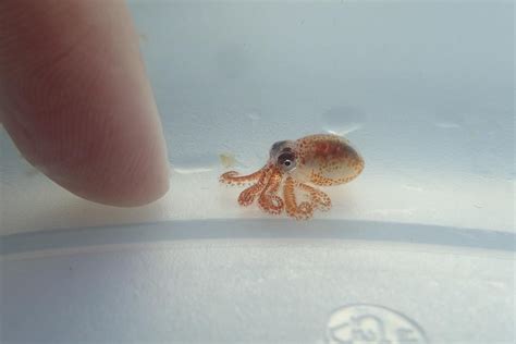 These Adorable Baby Octopuses Were Rescued From Plastic Trash Off Hawaii - Newsweek