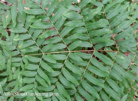 Native Ferns for Southern Gardens