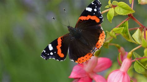 Red admiral or painted lady? Get to know your butterflies – The Irish Times