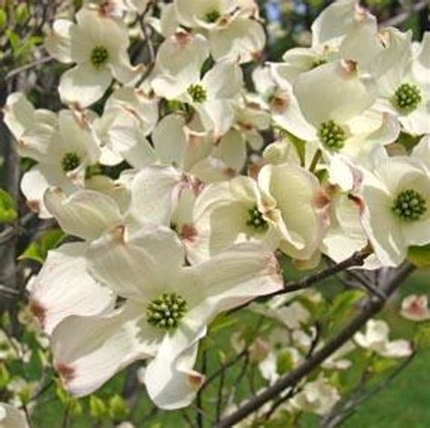 flowering Dogwood Tree