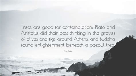 Colin Tudge Quote: “Trees are good for contemplation: Plato and ...